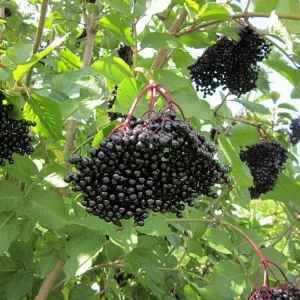 American Elderberry Live Plant - Sambucus Nigra Shrub, 7-12