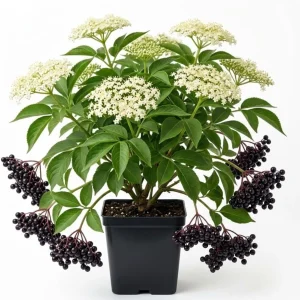 American Elderberry Live Plant - Sambucus Nigra Shrub, 7-12" Tall, Quart Pot, Outdoor - Image 1