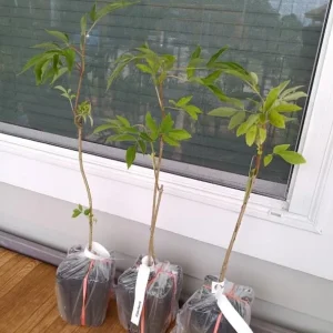 American Elderberry Live Plant - Sambucus Nigra Shrub, 7-12