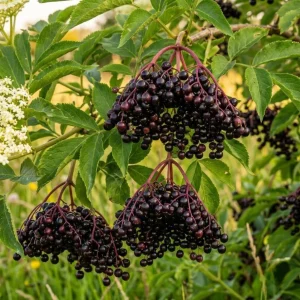 American Elderberry Live Plant - Sambucus Nigra Shrub, 7-12