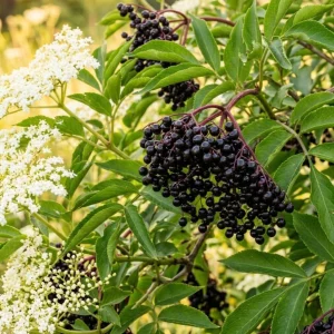 American Elderberry Live Plant - Sambucus Nigra Shrub, 7-12