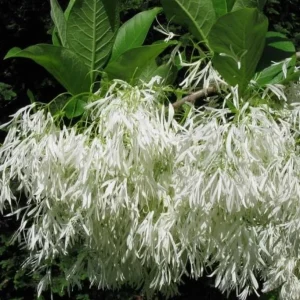 American Fringe Tree Live Plant – White Fringe Flower Bush – 8-16 Inches Tall – Quart Pot - Image 2
