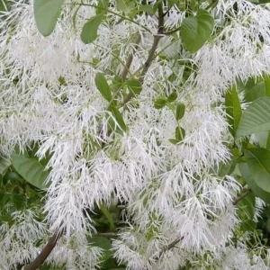 American Fringe Tree Live Plant – White Fringe Flower Bush – 8-16 Inches Tall – Quart Pot - Image 3