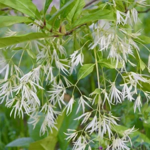 American Fringe Tree Live Plant – White Fringe Flower Bush – 8-16 Inches Tall – Quart Pot - Image 5