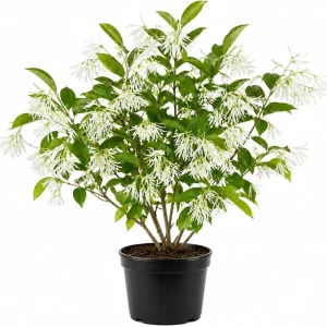 American Fringe Tree Live Plant, White Fringe Flower Bush, 8-16 Inches Tall, Quart Pot, Outdoor - Image 1