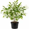 American Fringe Tree Live Plant – White Fringe Flower Bush – 8-16 Inches Tall – Quart Pot - Image 1
