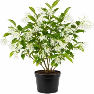 American Fringe Tree Live Plant – White Fringe Flower Bush – 8-16 Inches Tall – Quart Pot - Image 1