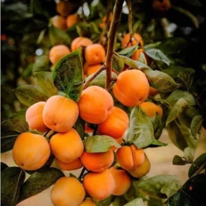 American Persimmon Tree Live Plant - Hardy Winter Plum - 7-14