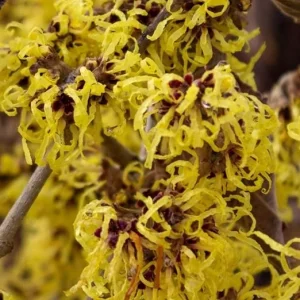 American Witch-Hazel Live Plant – Hardy Shrub, Bright Yellow Flowers, 12