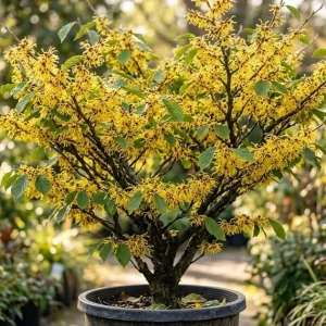 American Witch-Hazel Live Plant – Hardy Shrub, Bright Yellow Flowers, 6-12