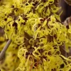 American Witch Hazel Live Plant – Hardy Shrub, Yellow Flowers, 12" Tall, 1 Gallon Pot, Outdoor - Image 1