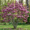Ann Magnolia Shrub Live Plant, 12-18" Tall, Fragrant Purple Lily Magnolia, Outdoor Gallon Pot - Image 1