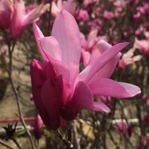 Ann Magnolia Shrub Live Plant, 12-18