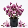 Ann Magnolia Tree Live Plant – Purple Red Flowers – 1-2 ft Tall Shrub in Gallon Pot – Outdoor - Image 1