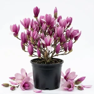 Ann Magnolia Tree Live Plant – Purple Red Flowers – 1-2 ft Tall Shrub in Gallon Pot – Outdoor - Image 1