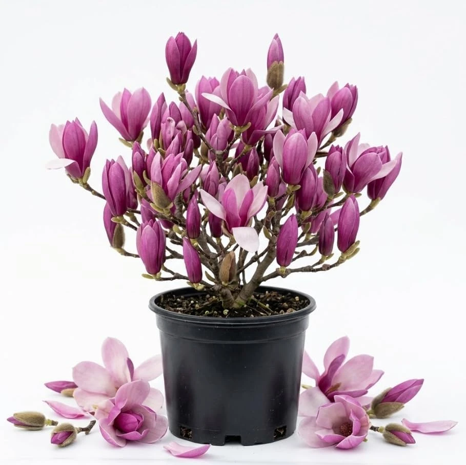 Ann Magnolia Tree Live Plant – Purple Red Flowers – 1-2 ft Tall Shrub in Gallon Pot – Outdoor - Image 1