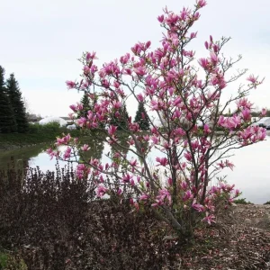 Ann Magnolia Tree Live Plant – Purple Red Flowers – 1-2 ft Tall Shrub in Gallon Pot – Outdoor - Image 5