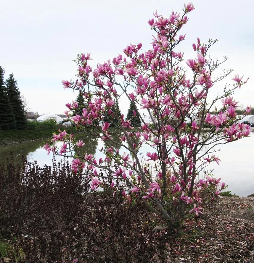 Ann Magnolia Tree Live Plant – Purple Red Flowers – 1-2 ft Tall Shrub in Gallon Pot – Outdoor - Image 5