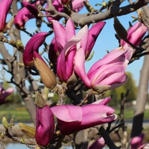 Ann Magnolia Tree Live Plant – Purple Red Flowers – 1-2 ft Tall Shrub in Gallon Pot – Outdoor - Image 6