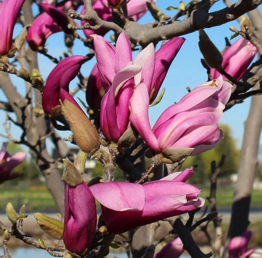 Ann Magnolia Tree Live Plant – Purple Red Flowers – 1-2 ft Tall Shrub in Gallon Pot – Outdoor - Image 6