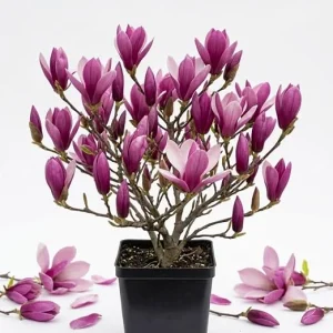 Ann Magnolia Tree Live Plant - Purple-Red Flowers, 6-12