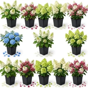 Assorted Hydrangea Live Plants - 2-Pack, 4-inch Pot, 6-12 inches Tall, Outdoor - Image 1