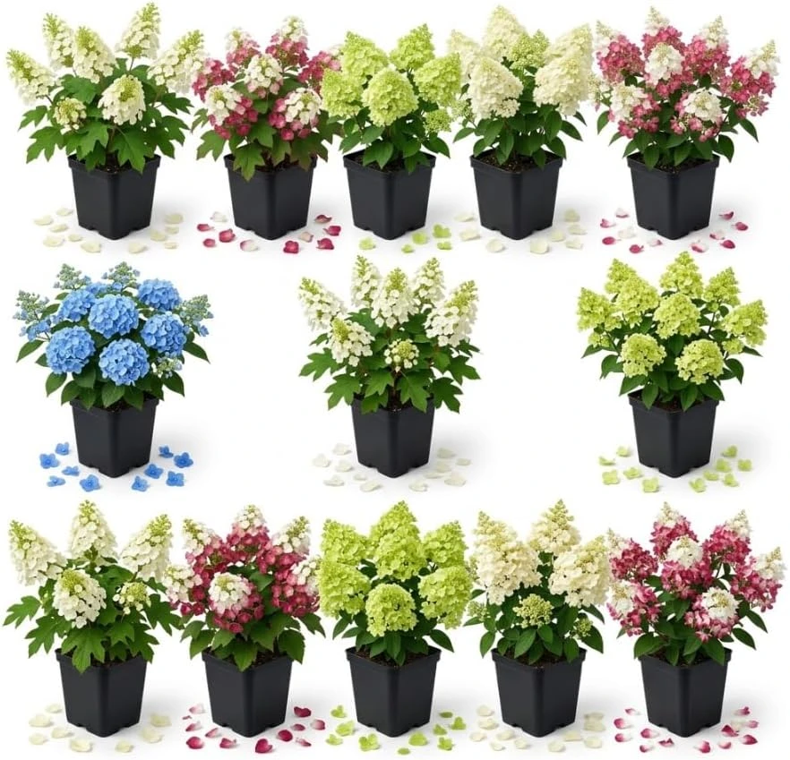 Assorted Hydrangea Live Plants - 2-Pack, 4-inch Pot, 6-12 inches Tall, Outdoor - Image 1
