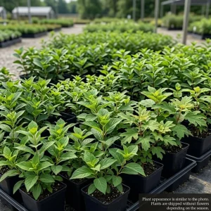 Assorted Hydrangea Live Plants - 2-Pack, 6-12 Inch Tall in 4 Inch Nursery Pot, Outdoor Flowering Shrub - Image 2