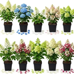 Assorted Hydrangea Live Plants - 2-Pack, 6-12 Inch Tall in 4 Inch Nursery Pot, Outdoor Flowering Shrub - Image 1