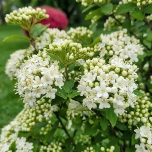 Black Haw Viburnum Live Plant 6-12 Inch Tall, Fragrant White Flowers, Outdoor Shrub in 4 Inch Pot - Image 5