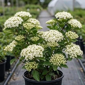 Black Haw Viburnum Live Shrub Plant 6-12 Inch Tall in 4 Inch Pot – Outdoor, Fragrant - Image 3