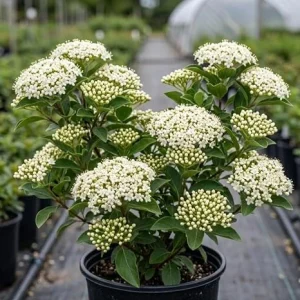 Black Haw Viburnum Live Shrub Plant 6-12 Inch Tall in 4 Inch Pot – Outdoor, Fragrant - Image 4