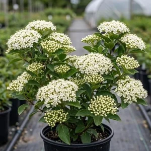 Black Haw Viburnum Live Shrub Plant 6-12 Inch Tall in 4 Inch Pot – Outdoor, Fragrant - Image 5