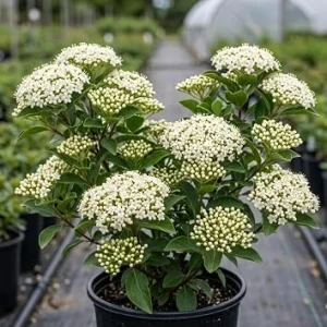 Black Haw Viburnum Live Shrub Plant 6-12 Inch Tall in 4 Inch Pot – Outdoor, Fragrant - Image 1