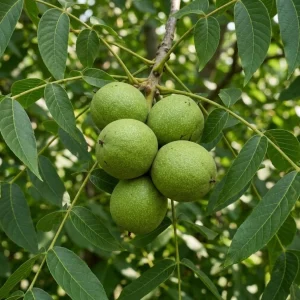 Black Walnut Tree Live Plant, 6-12