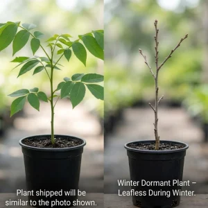 Black Walnut Tree Live Plant, 6-12