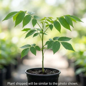 Black Walnut Tree Live Plant, 6-12
