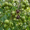 Black Walnut Tree Live Plant, 6-12" Tall in 4" Pot, Hardy Shade Tree - Image 1