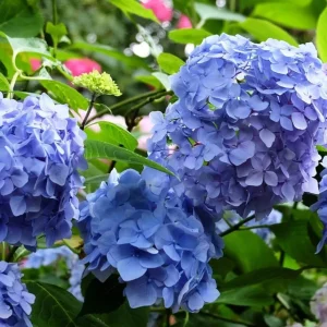 Blue Hydrangea Live Plant – Large Ball Flowers Bush, 6-12