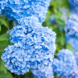 Blue Hydrangea Live Plant – Large Ball Flowers Bush, 6-12