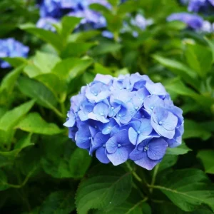 Blue Hydrangea Live Plant – Large Ball Flowers Bush, 6-12