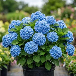 Blue Hydrangea Live Plant – Large Ball Flowers Bush, 6-12" Tall, Qt Pot, Outdoor - Image 1