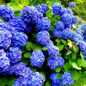 Blue Hydrangea Live Plant – Large Ball Flowers Bush, 6-12