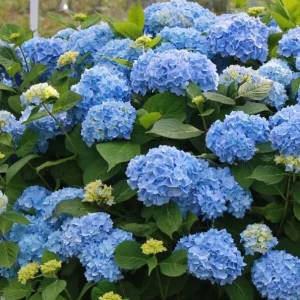 Blue Hydrangea Live Plant - Large Ball Flowers Shrub, 6-12