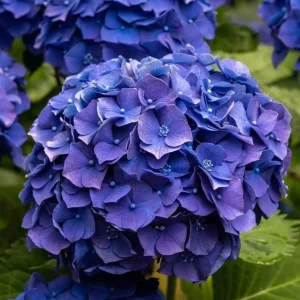 Blue Hydrangea Live Plant - Large Ball Flowers Shrub, 6-12