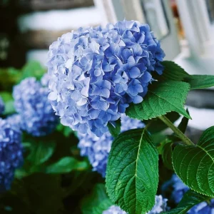Blue Hydrangea Live Plant - Large Ball Flowers Shrub, 6-12