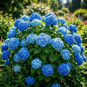 Blue Hydrangea Live Plant - Large Ball Flowers Shrub, 6-12