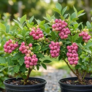 Blueberry Lemonade Live Plant 2-Pack – Pink Berries, 5-10 Inches Tall, 4 Inch Pot, Outdoor - Image 1