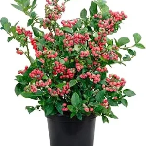 Blueberry Lemonade Live Plant – Pink Berries Bush – 5-10 Inches Tall – 4 Inch Pot - Image 1