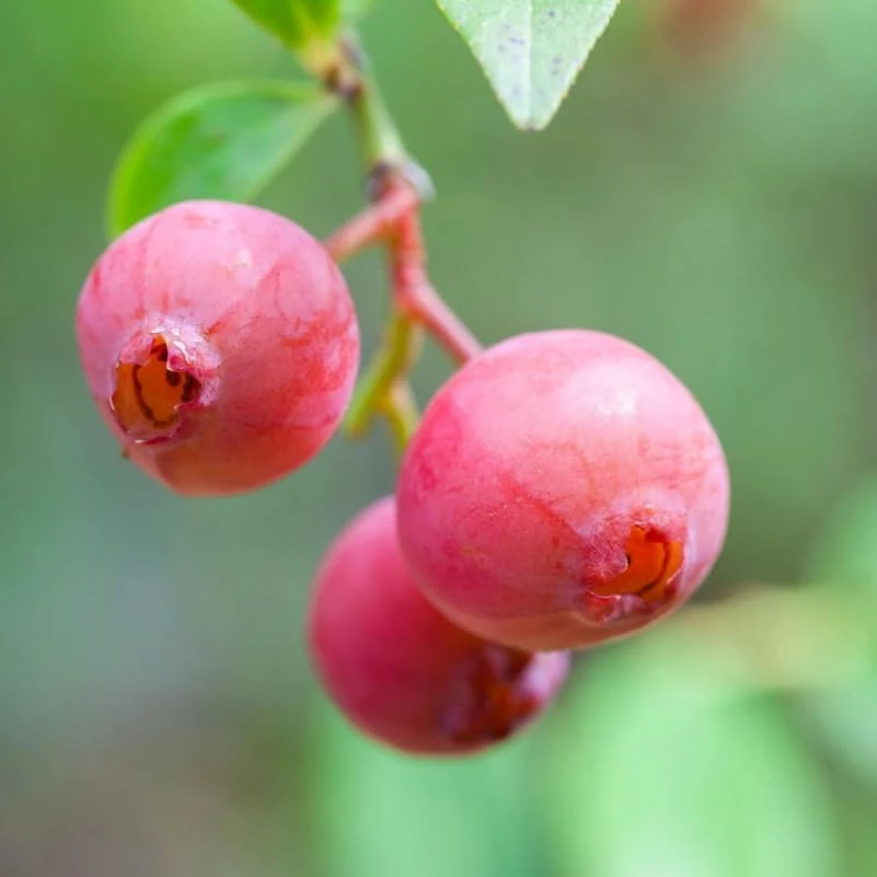 Blueberry Lemonade Live Plant – Pink Berry Bush, 2 Pack, 5-10 inches Tall, 4 inch Pot, Outdoor - Image 3